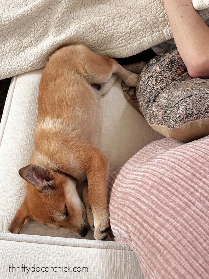 Carolina breed puppy